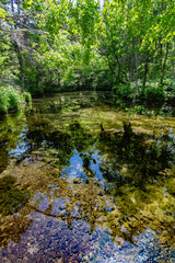とても澄んだ水の森の中の池の水面に周期の森の緑の木々が映る。北海道の神の子池。