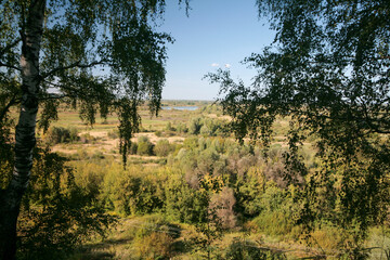 Birch grove in summer, Nizhny Novgorod, Russia.