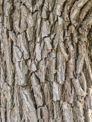The bark of an old tree. Larch bark.