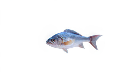 Ai-Generated Fish isolated on white background (PNG)