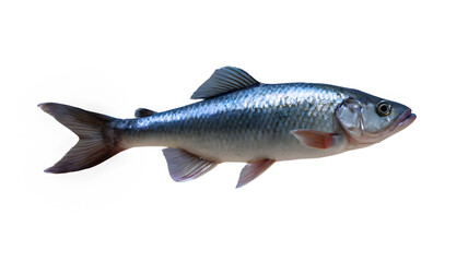 Obraz premium Ai-Generated Fish isolated on white background (PNG)