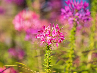 Fototapeta premium Group of purple and red Cleome hassleriana flowers or Spinnenblume or Cleome spinosa is on a green blurred background