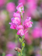 Pink flowers in the garden called Snapdragon or Antirrhinum majus or Bunny rabbits.