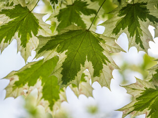 Green and white foliage of Norway Maple 'Drummondii' - Acer platanoides Variegata