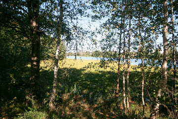 Birch grove in summer, Nizhny Novgorod, Russia.