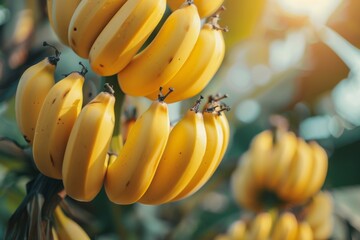 Delving into Banana Genetics: Advancements in Scientific Research and Breeding Programs