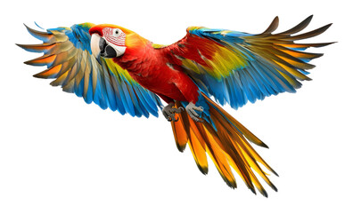Obraz premium Colorful Macaw Parrot in Flight on a Transparent Background