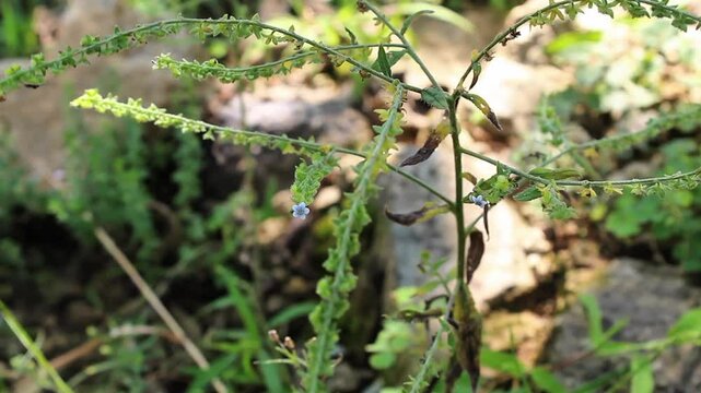 Cynoglossum Lanceolatum or Lanceleaf Forget Me Not
