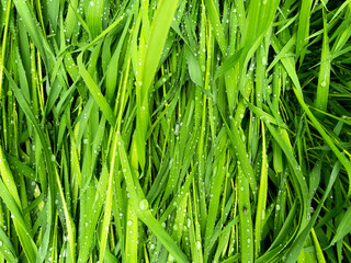 Wet grass after rain. Beautiful green grass leaves texture with rain drops