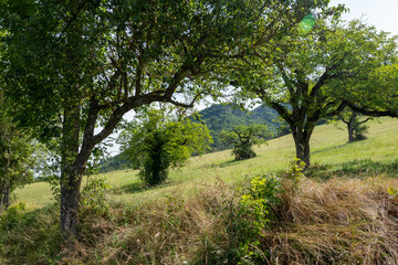 green orchard on a hill slope in mountains of Vercors in France