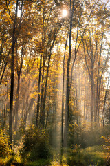 Rays of sun through the fog early in the morning in an autumn forest.
