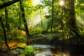 Dark forest with a small stream, fir branches and rays of light. Fantastic coniferous forest.