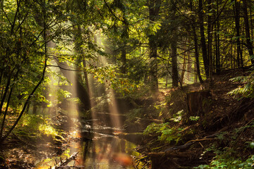 Fototapeta premium Dark forest with a small stream, fir branches and rays of light. Fantastic coniferous forest.