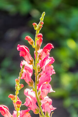 Pink flowers in the garden called Snapdragon or Antirrhinum majus or Bunny rabbits.