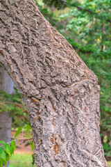 The bark of Amur velvet, or Amur cork tree, lat. Phellodendron amurense