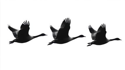 Obraz premium Goose Silhouette Flight.