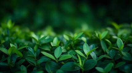 Lush green foliage with a blurred background.