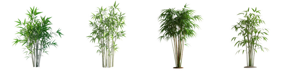 Fototapeta premium 3D of a bamboo plant in a minimalist style, with a transparent background.