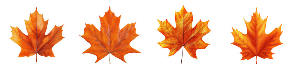 Obraz premium 3D of vibrant orange maple leaf with transparent background in minimalist style.