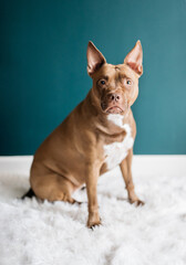 American Staffy Sitting on White Fur with Teal Background - A Strong Gentle Companion Captured in a Calm Portrait