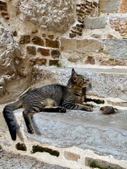 Dramatic situation: two cats and a small chick