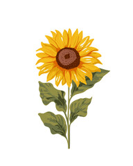 Sunflower on white background