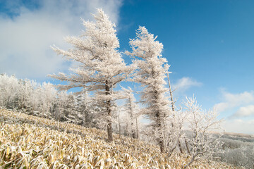 Ice-covered spruce trees on the hiking trail to Mt Mashū, Hokkaido, Japan