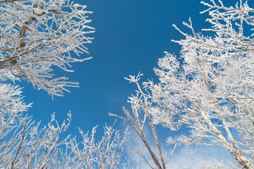 Tree branches covered in hoarfrost against a clear blue sky