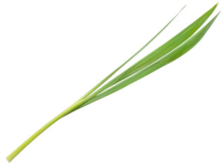 Fototapeta premium Bright green leaf stem with long leaves on a transparent background.