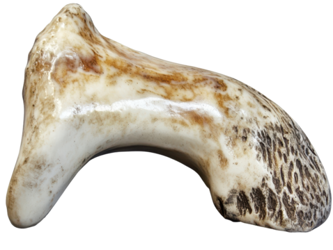 Curved antler isolated on transparent background with copy space for text.