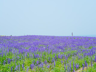 Fototapeta premium 北海道の絶景 フラワーランドかみふらの ブルーサルビア畑