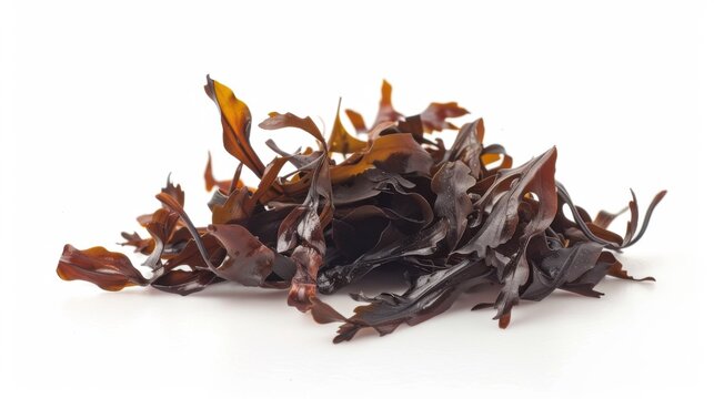 Close up of isolated dulse seaweed on white background