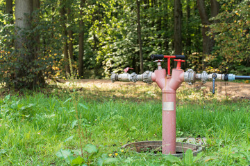 A forest scene with a red fire hydrant standing amidst the grass and trees