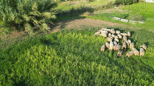 Drone shot in Greece, Crete, near Rethymno, in the village of Kavros. Static drone shot capturing a flock of sheep grazing on a green meadow, all sheep gathered very closely together.