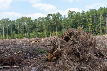forest clearing with uprooted trees, branches, soil debris scattered across the landscape, contrasting with the remaining forest in the background, deforestation, land clearing, environmental impact