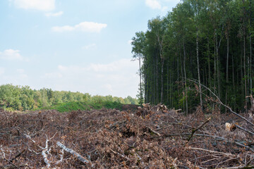 forest clearing with uprooted trees, branches, soil debris scattered across the landscape, contrasting with the remaining forest in the background, deforestation, land clearing, environmental impact