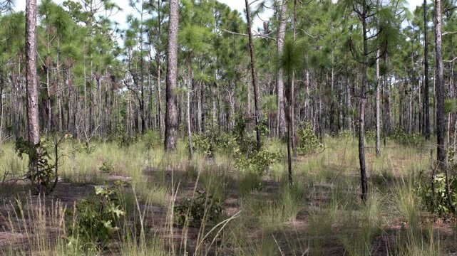 Wide shot of a long leaf pine forest savannah