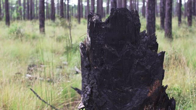 Burned pine tree in a long leaf pine forest savange