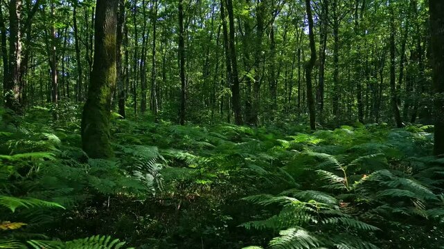 Into the deep of Huisserie forest and its environment, Mayenne, France. Aerial drone at low altitude