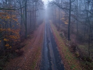 Obraz premium A serene foggy road lined with autumn trees, creating a peaceful atmosphere perfect for tranquil nature photography.
