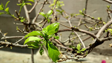 Spring tree branch with green buds