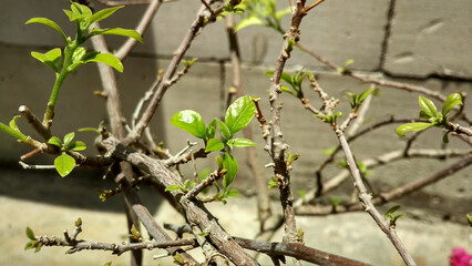 Spring tree branch with green buds