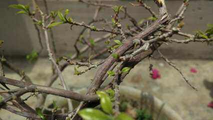 Spring tree branch with green buds