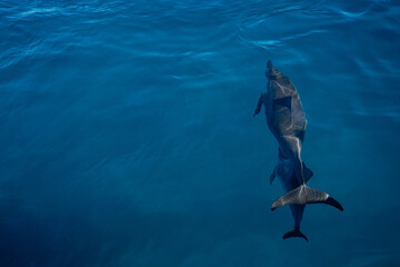 Hawaiian dolphins on Napali Coast, Kauai, Hawaii