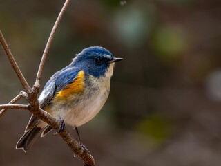 森の中の木陰で枝に留まって周りを見渡しているルリビタキの雄