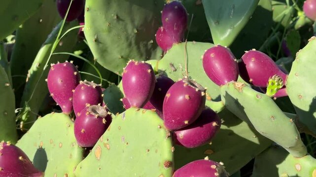 Cactus opuntia with ripe fruits