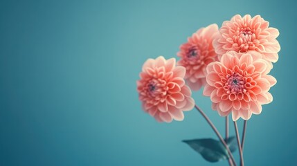 A cluster of pink blooms, isolated against a striking blue background, evoking elegance and charm.