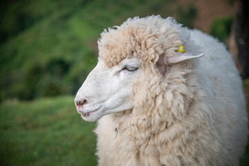 Sheep portrait standing in farm. 
