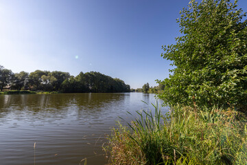 Fototapeta premium A calm lake with a tree in the background