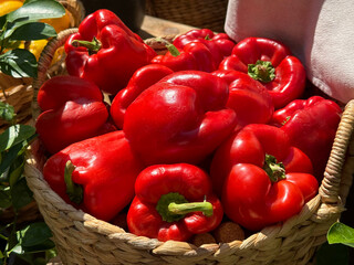 Bell peppers ripe red vegetables in the basket 